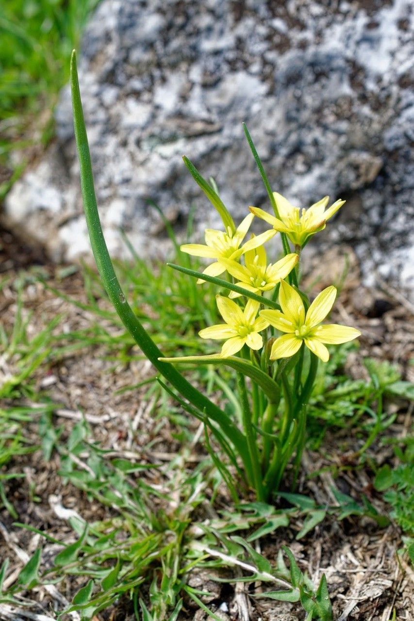Gagea liotardii habit