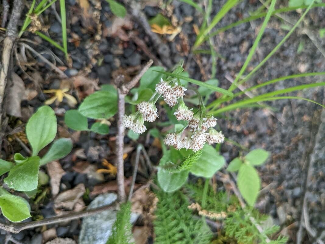 Antennaria plantaginifolia flower