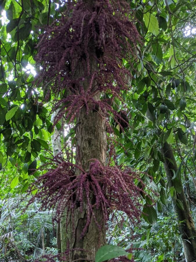 Baccaurea courtallensis flower