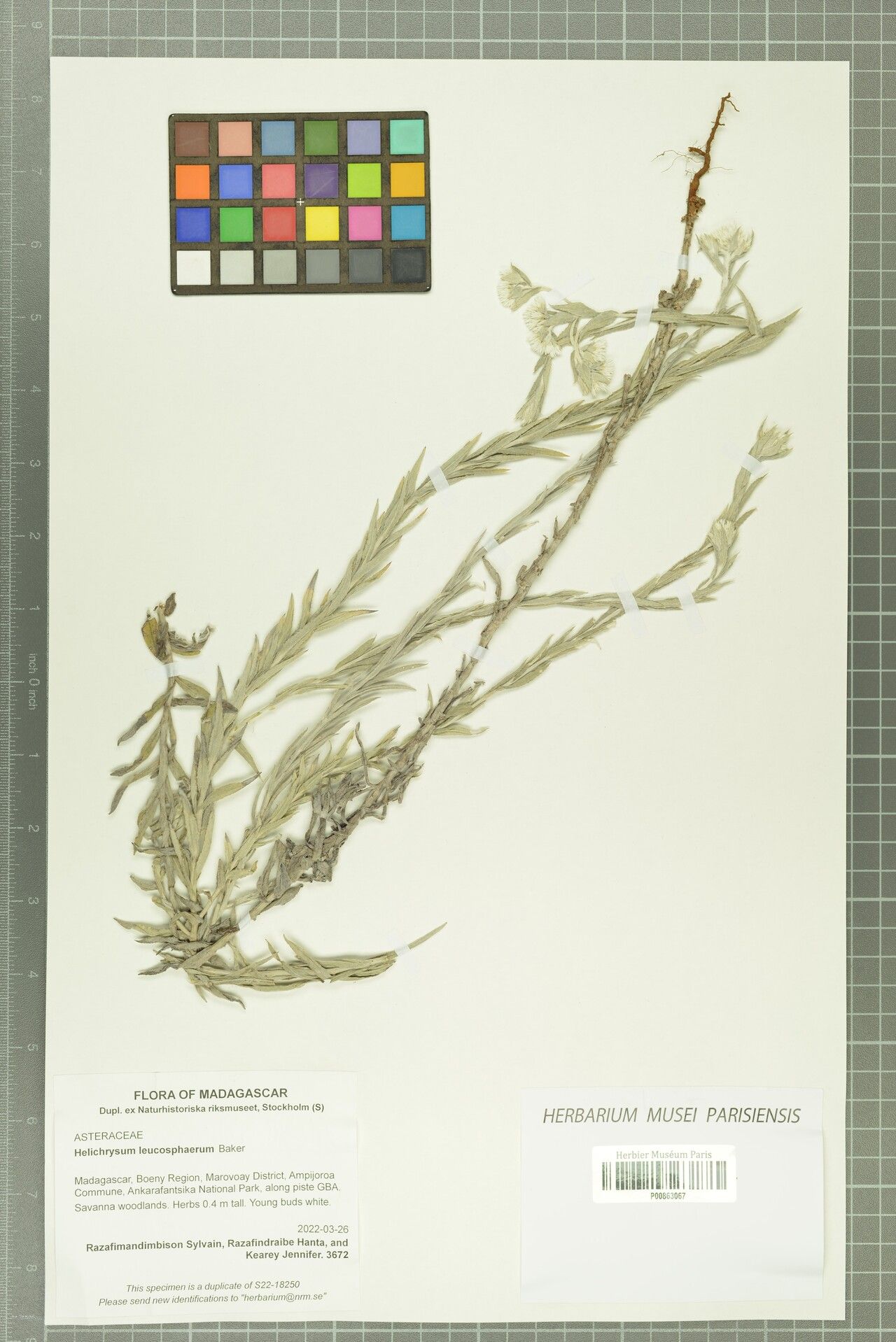 Helichrysum leucosphaerum — houseplant care guide