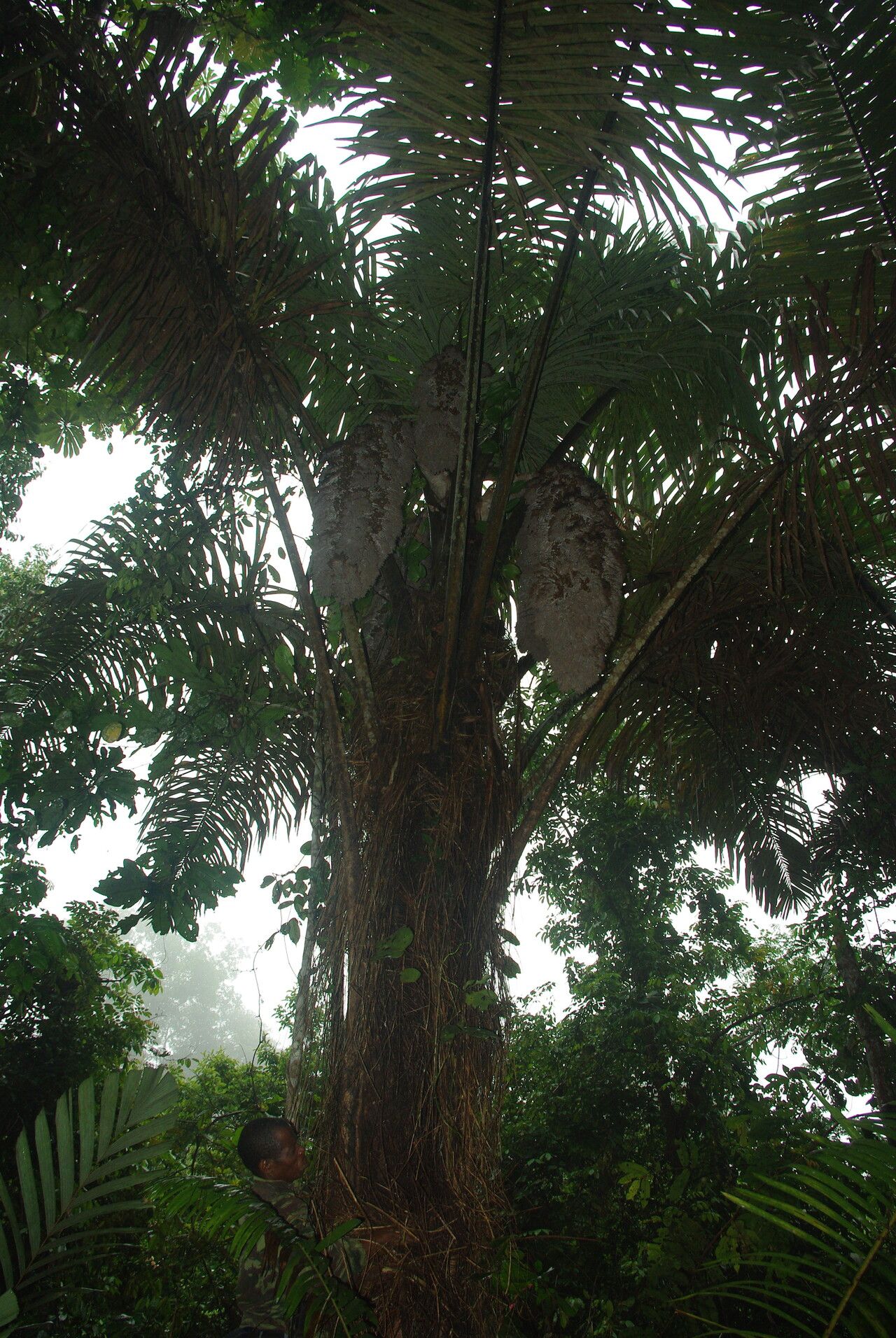 Raphia textilis habit