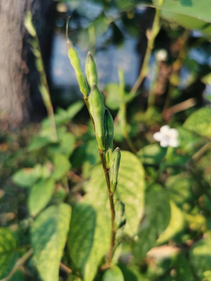 Asystasia gangetica fruit