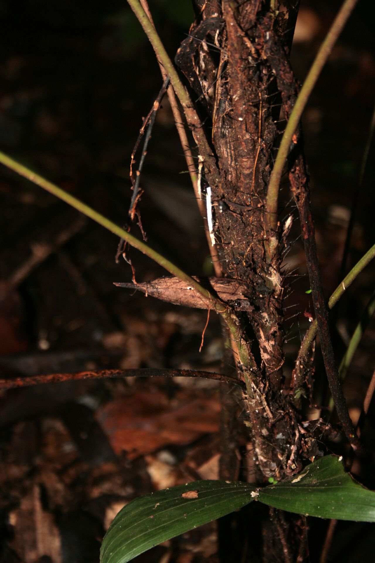 Bactris oligocarpa bark