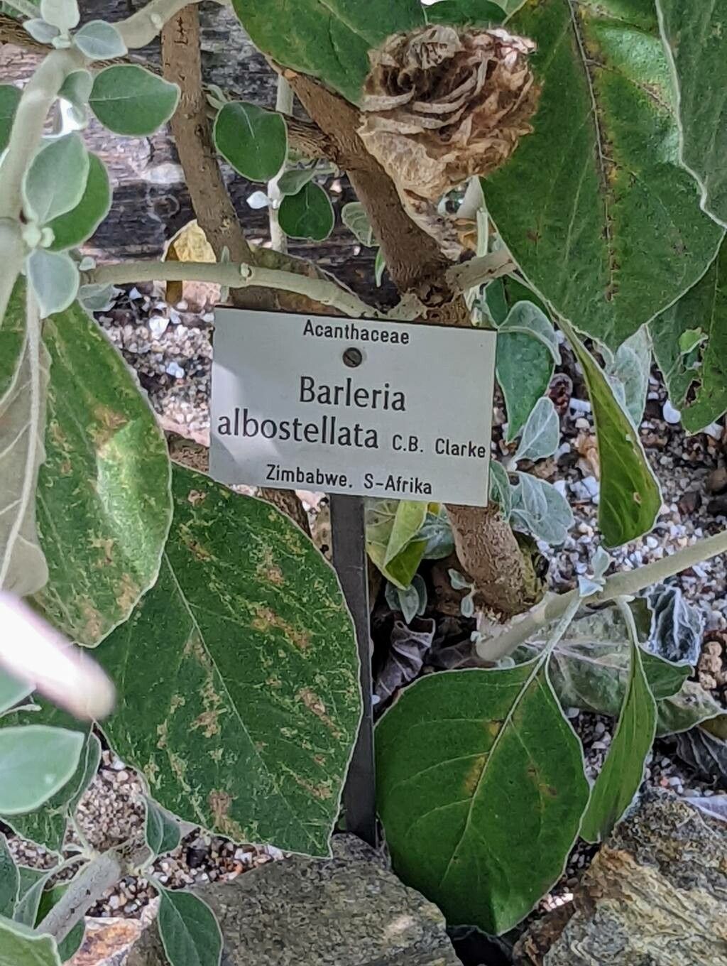 Barleria albostellata bark