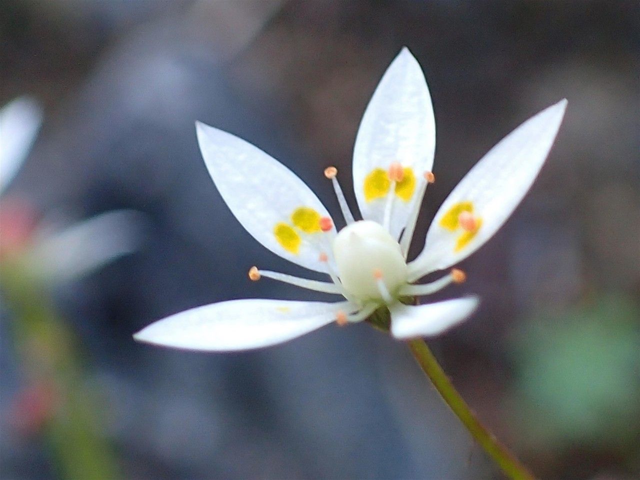Saxifraga stellaris flower