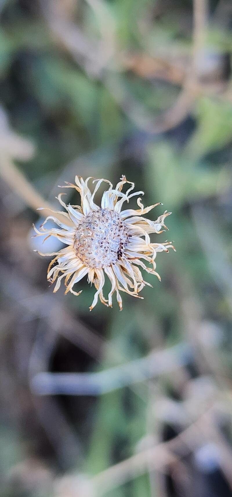 Pulicaria aucheri fruit