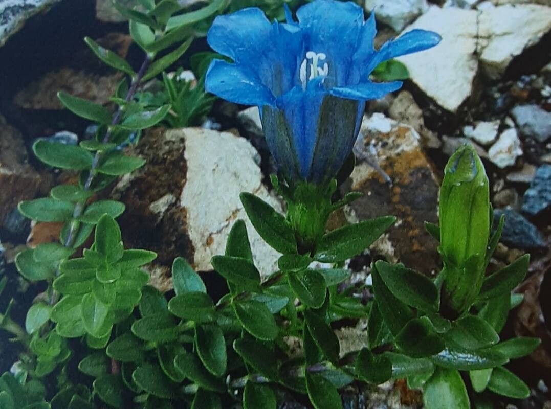 Gentiana boissieri — houseplant care guide