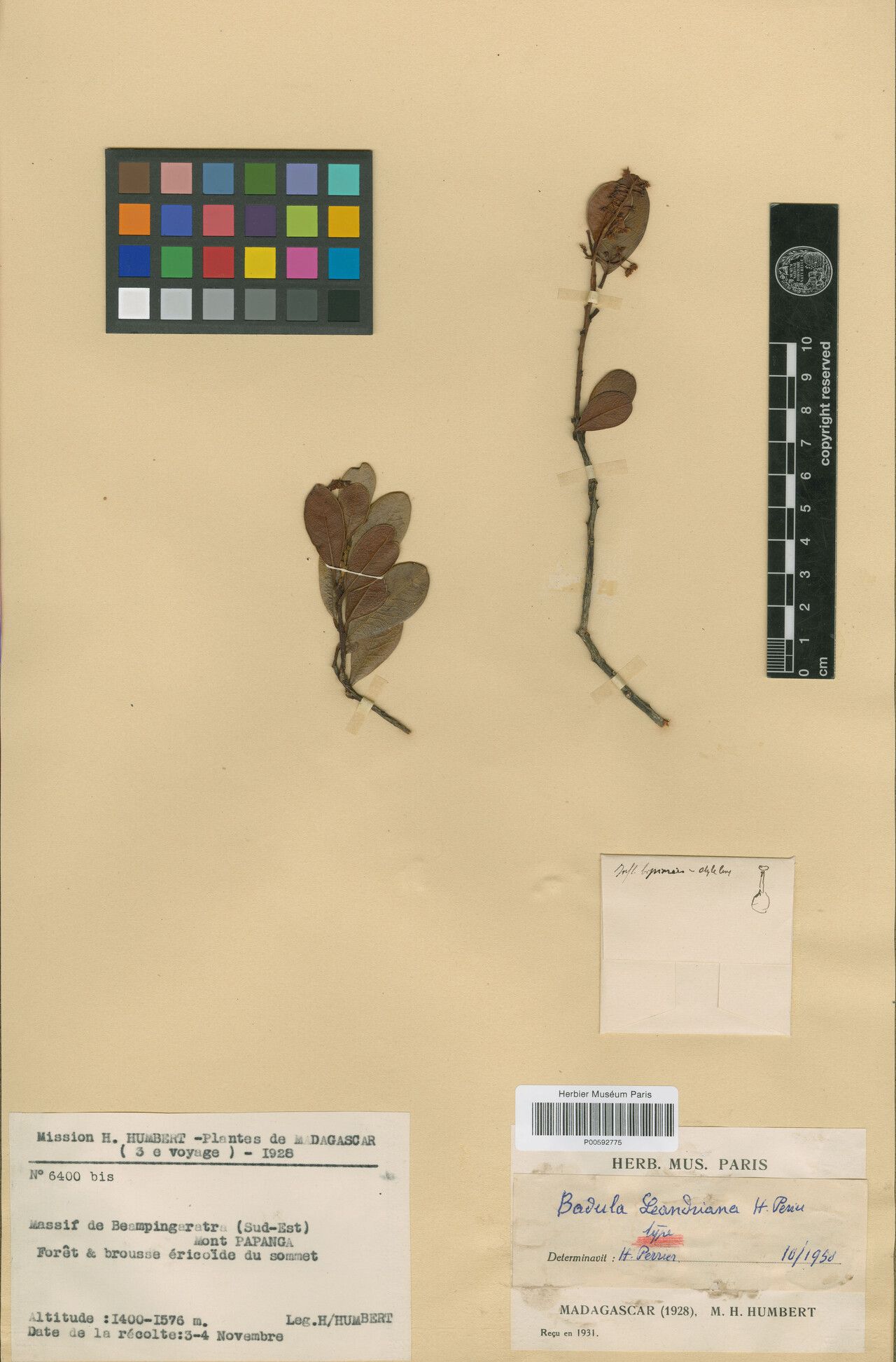 Badula leandriana — houseplant care guide