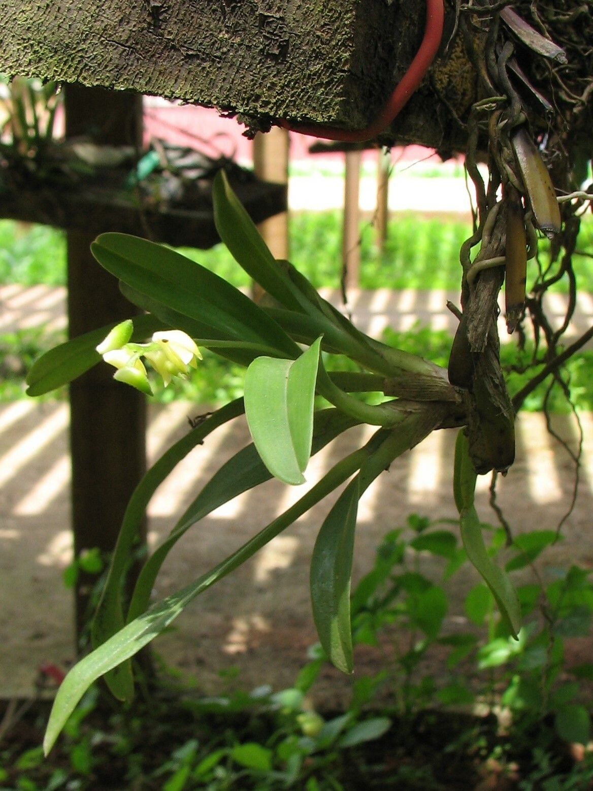 Polystachya obanensis habit