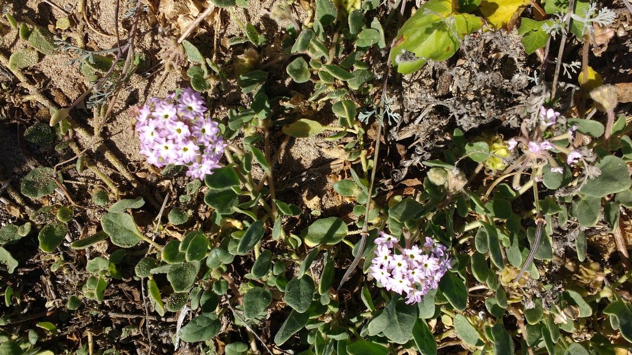 Abronia umbellata habit
