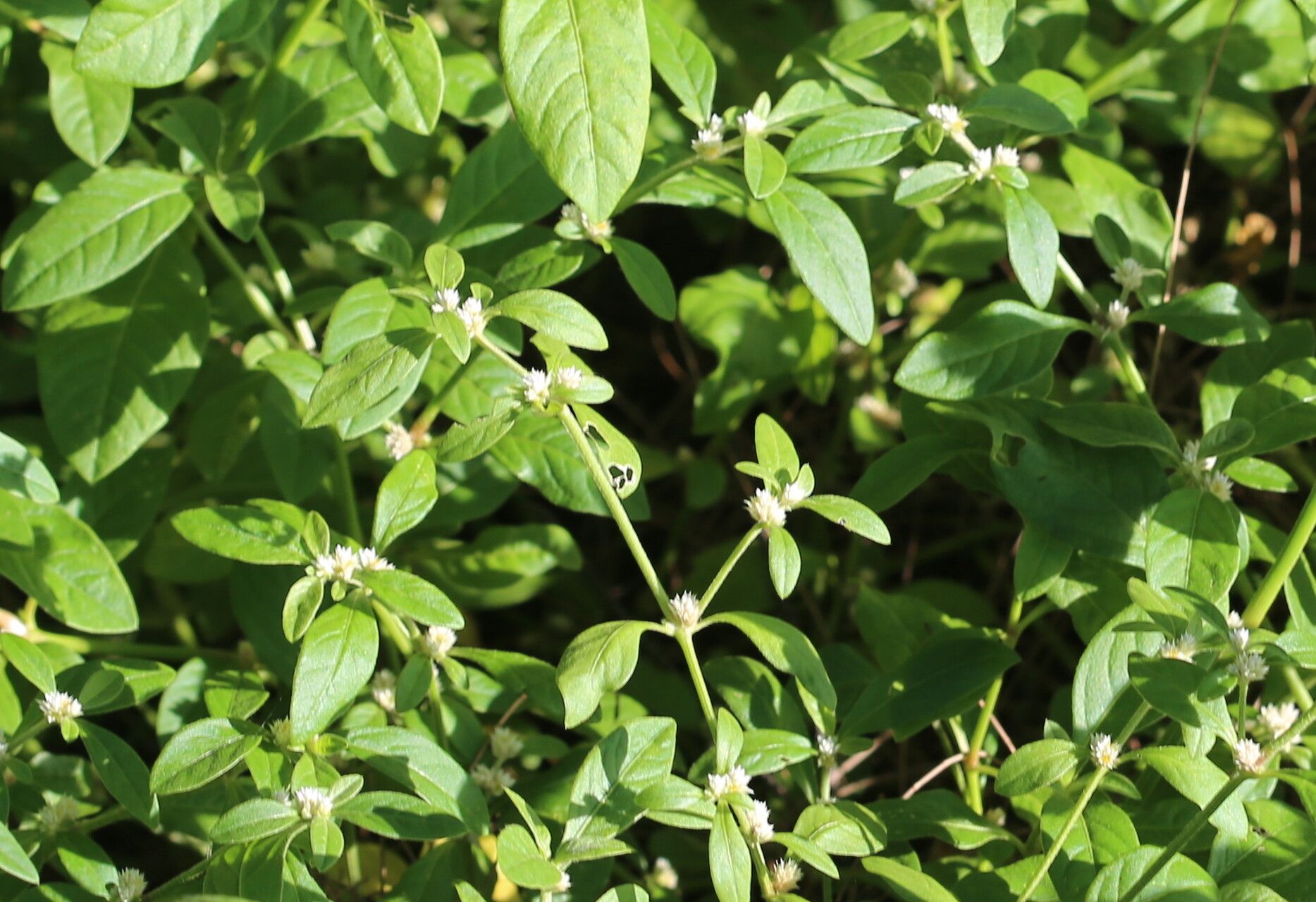 Alternanthera denticulata flower