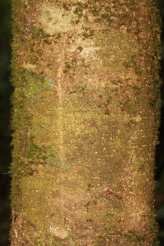 Pouteria flavilatex bark