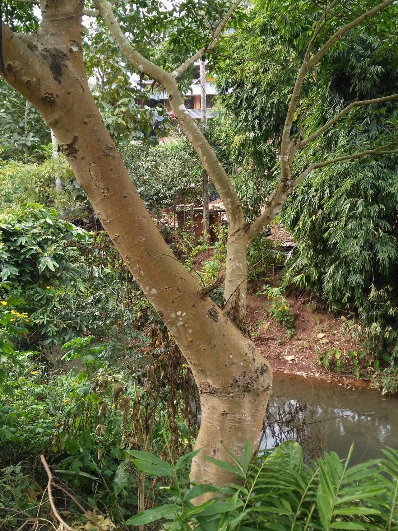 Microcos paniculata bark