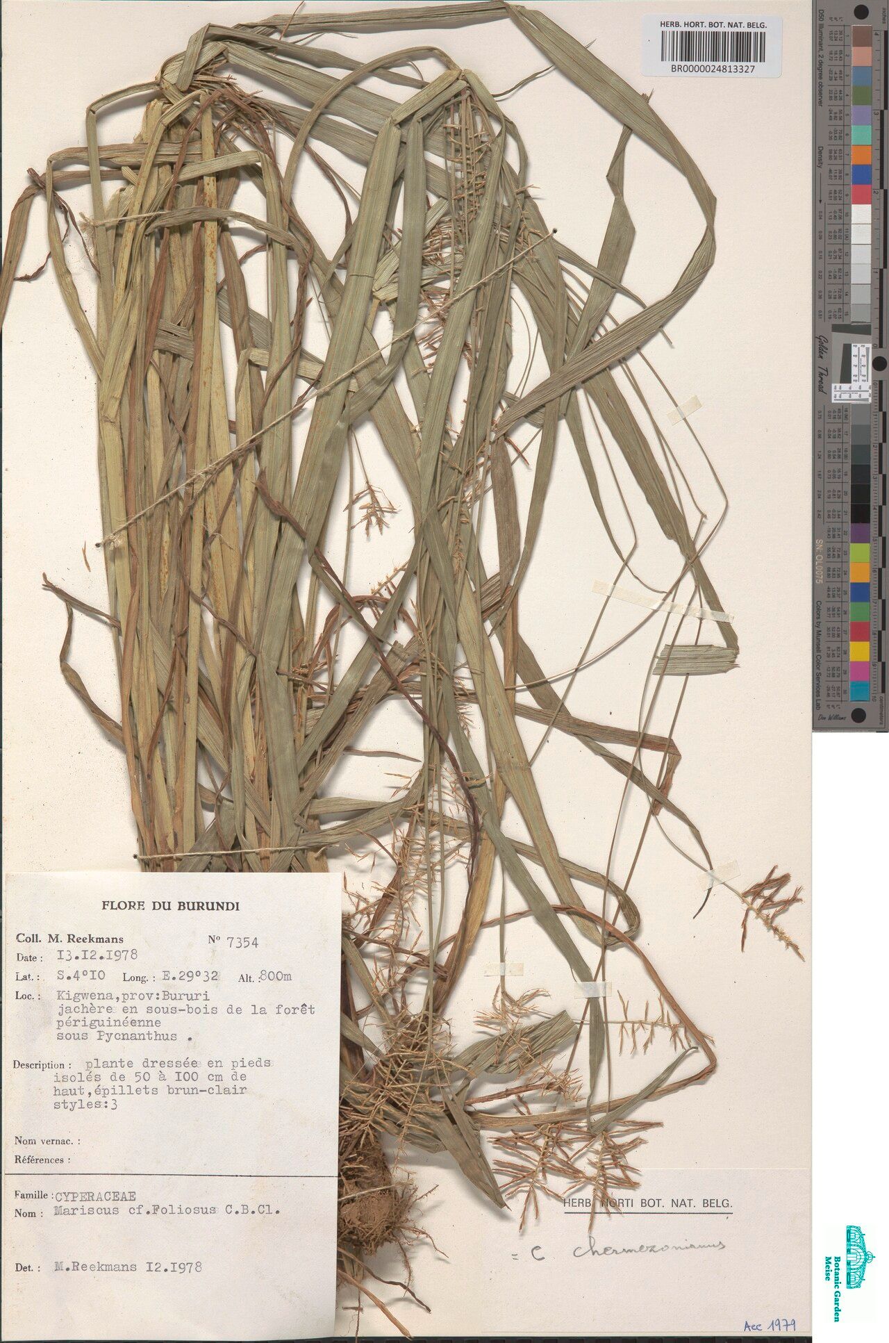 Cyperus chermezonianus — houseplant care guide