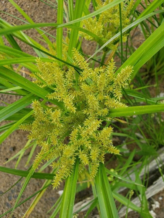Cyperus odoratus flower