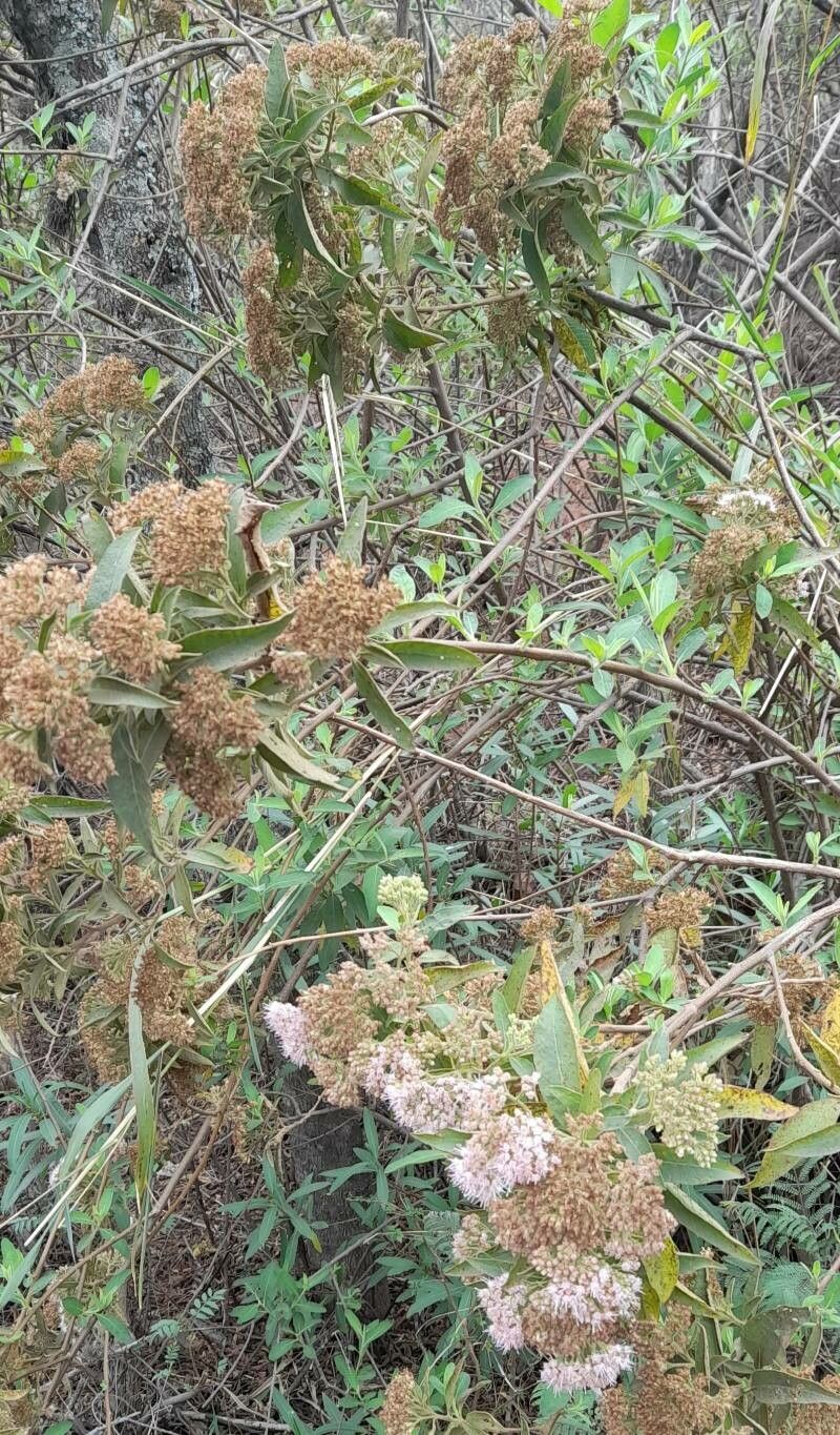 Tessaria fastigiata habit