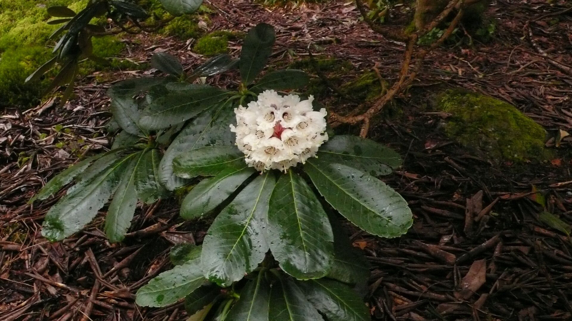 Rhododendron basilicum flower