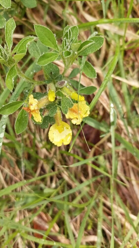Chamaecytisus hirsutus flower