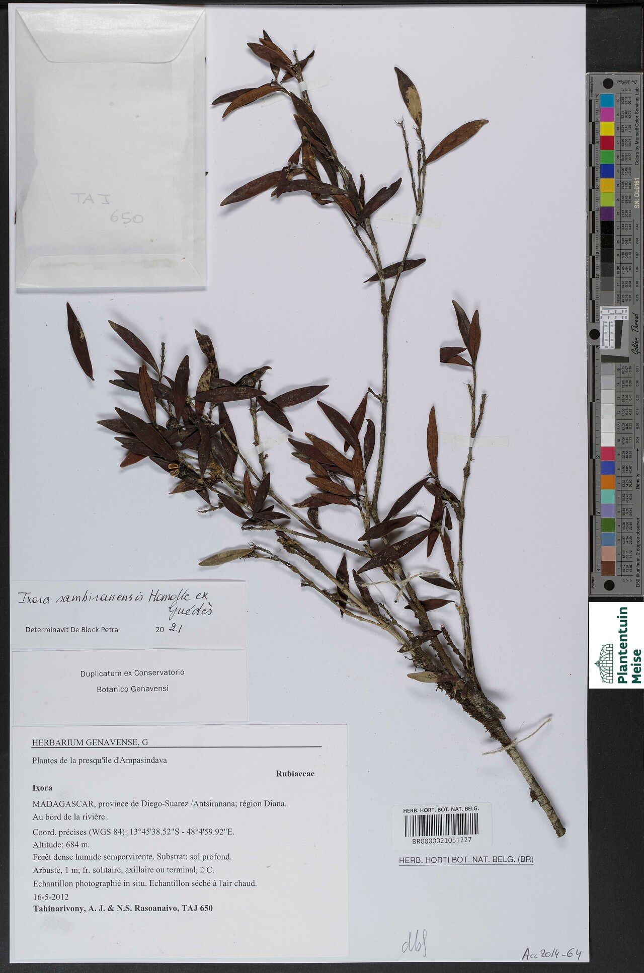 Ixora sambiranensis — search result for 'Ixora'