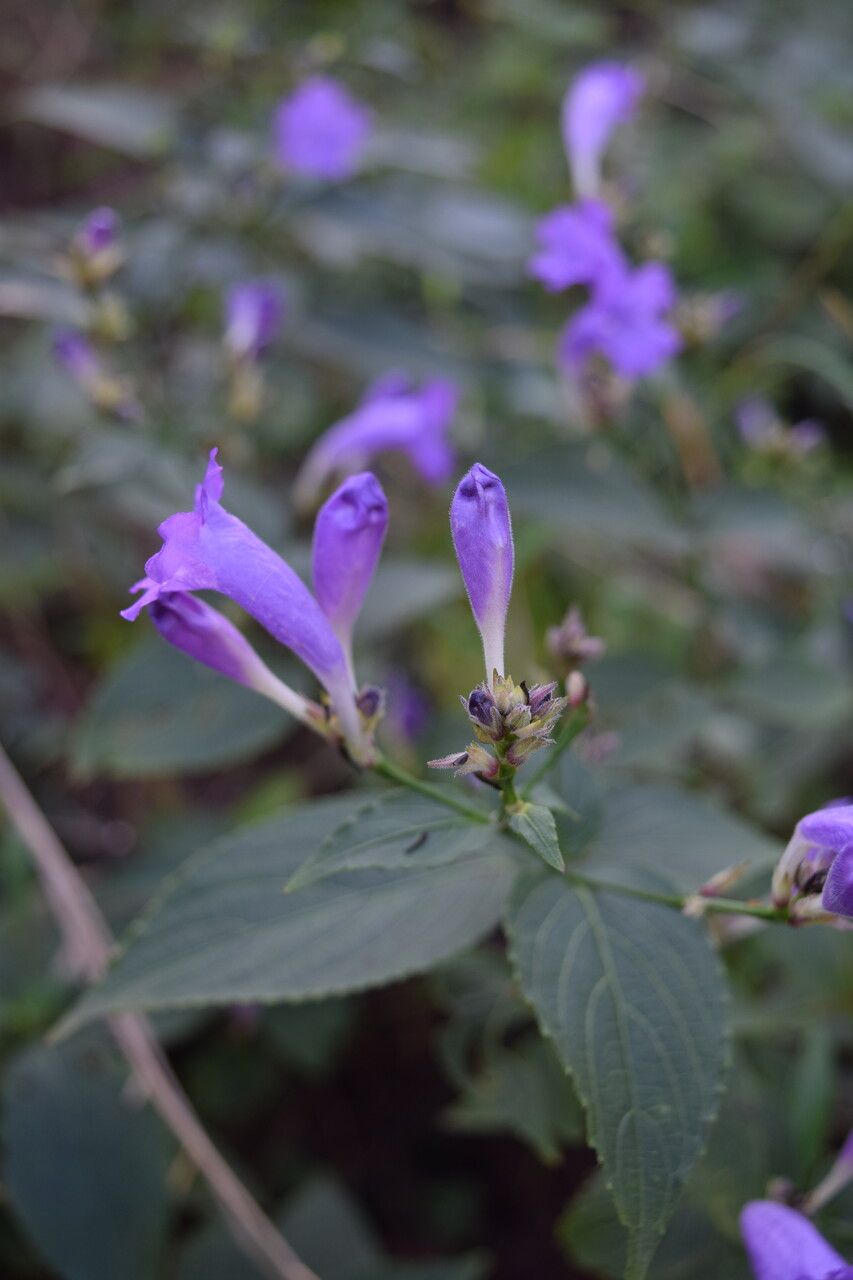Strobilanthes bracteata habit