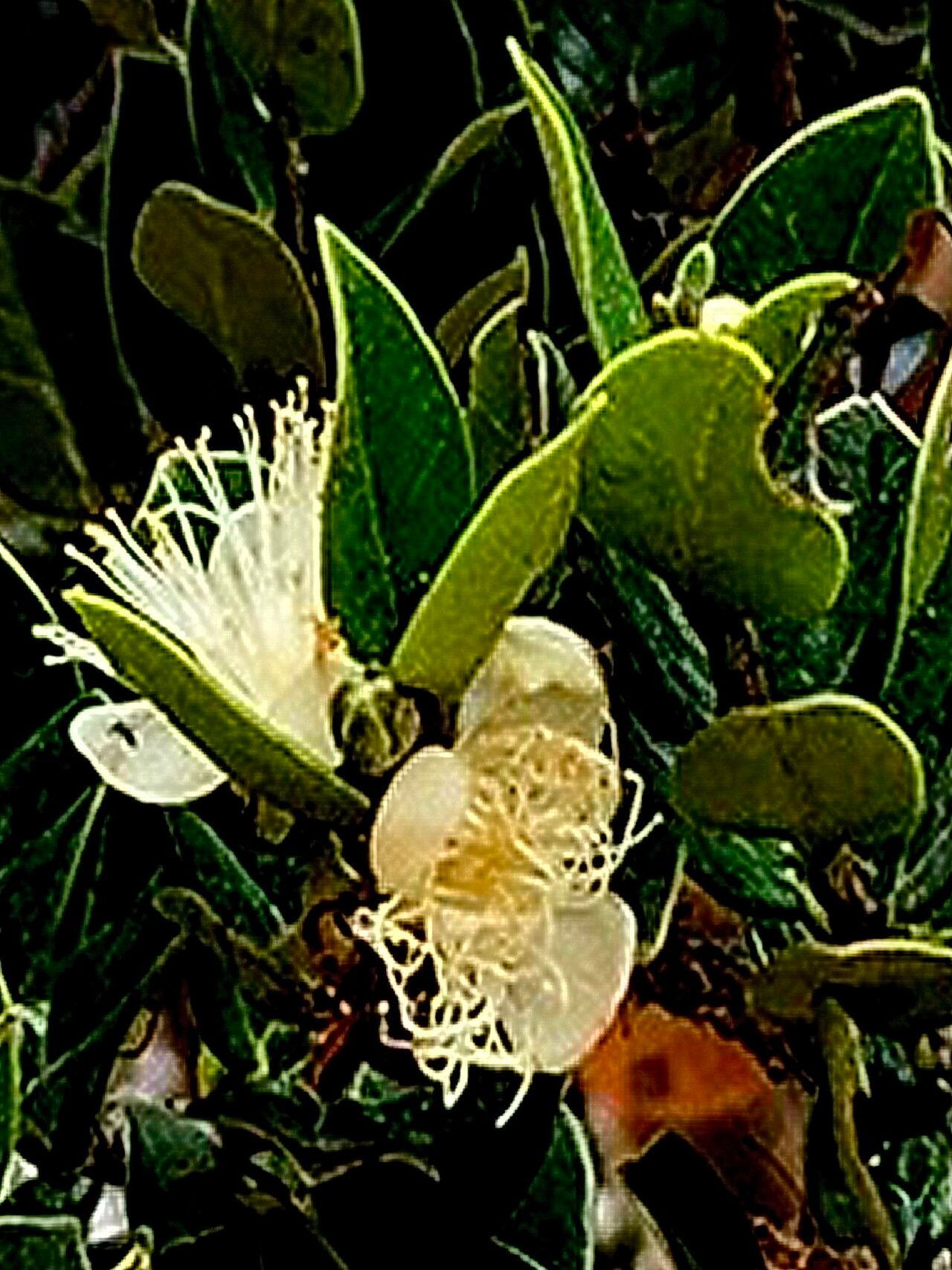 Myrcianthes oreophila — houseplant care guide