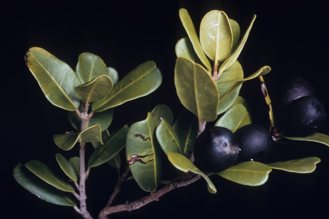 Reynosia septentrionalis — houseplant care guide