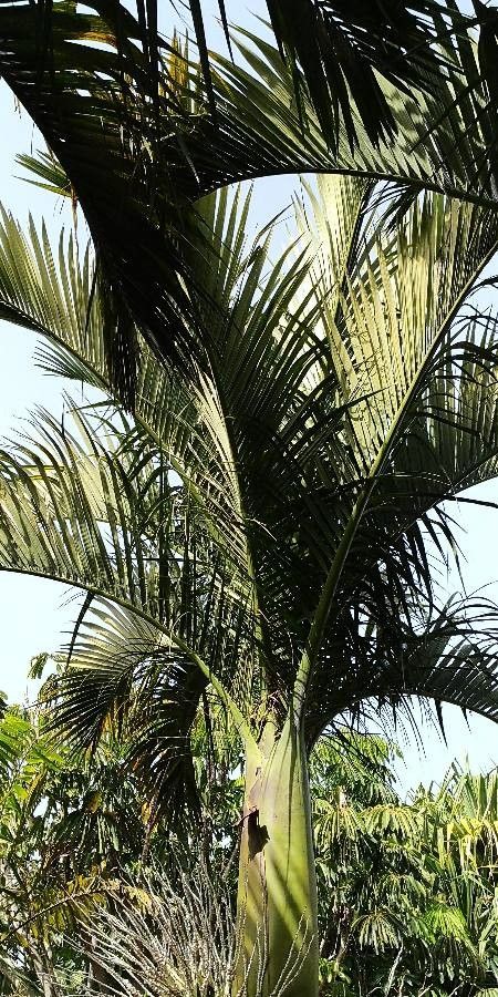 Carpoxylon macrospermum — search result for 'Vanuatu'