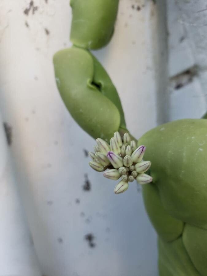 Dischidia platyphylla flower