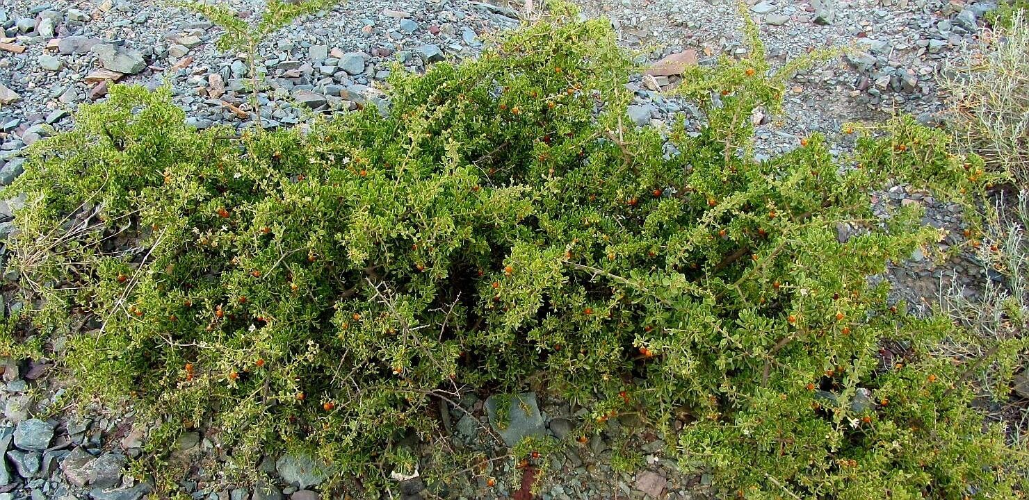 Lycium chilense — search result for 'Lycium'