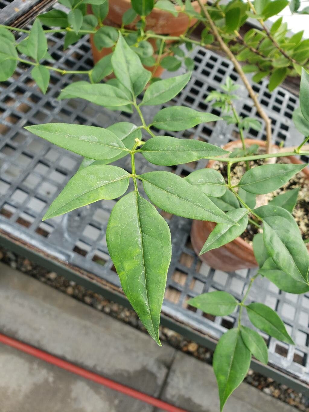 Chrysojasminum humile — related species from the same genus