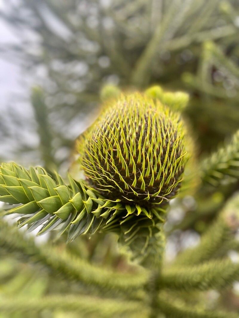 Araucaria angustifolia flower