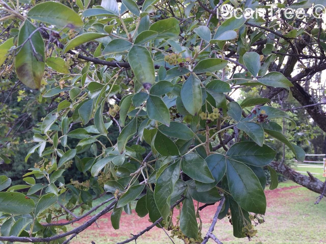 Vitex rehmannii leaf