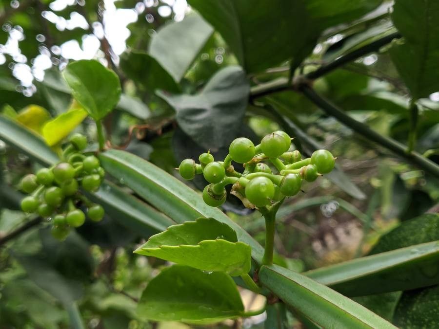 Cissus quadrangularis fruit