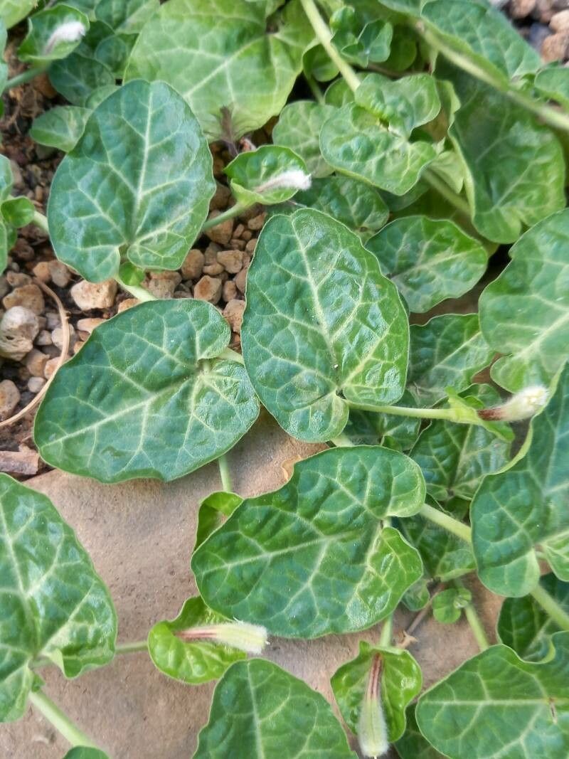 Aristolochia lindneri leaf
