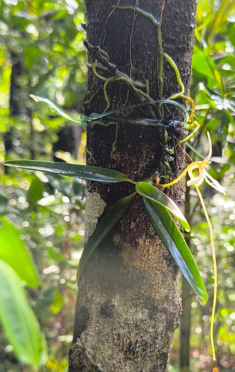 Jumellea recurva — houseplant care guide