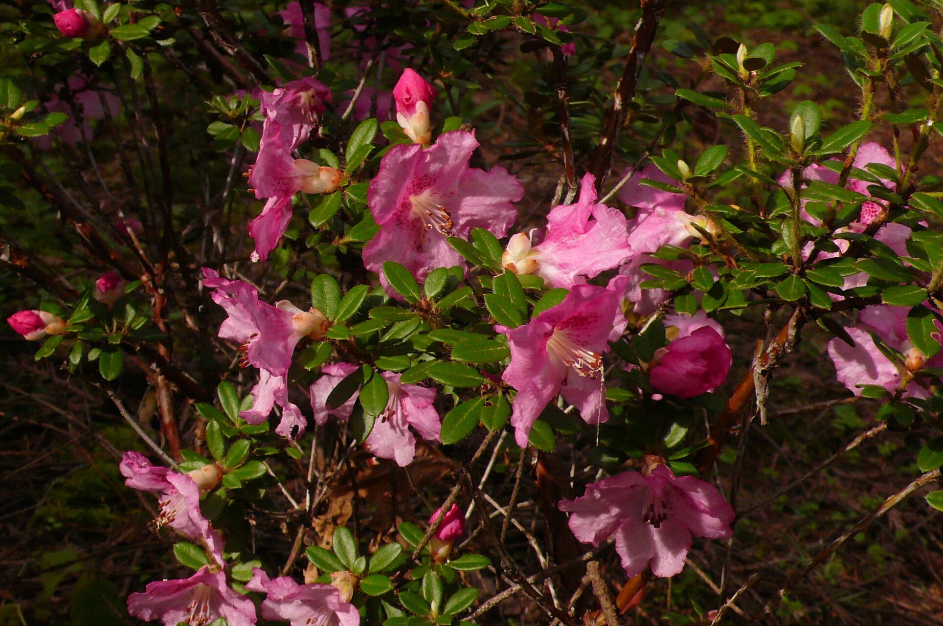 Rhododendron dendrocharis — houseplant care guide