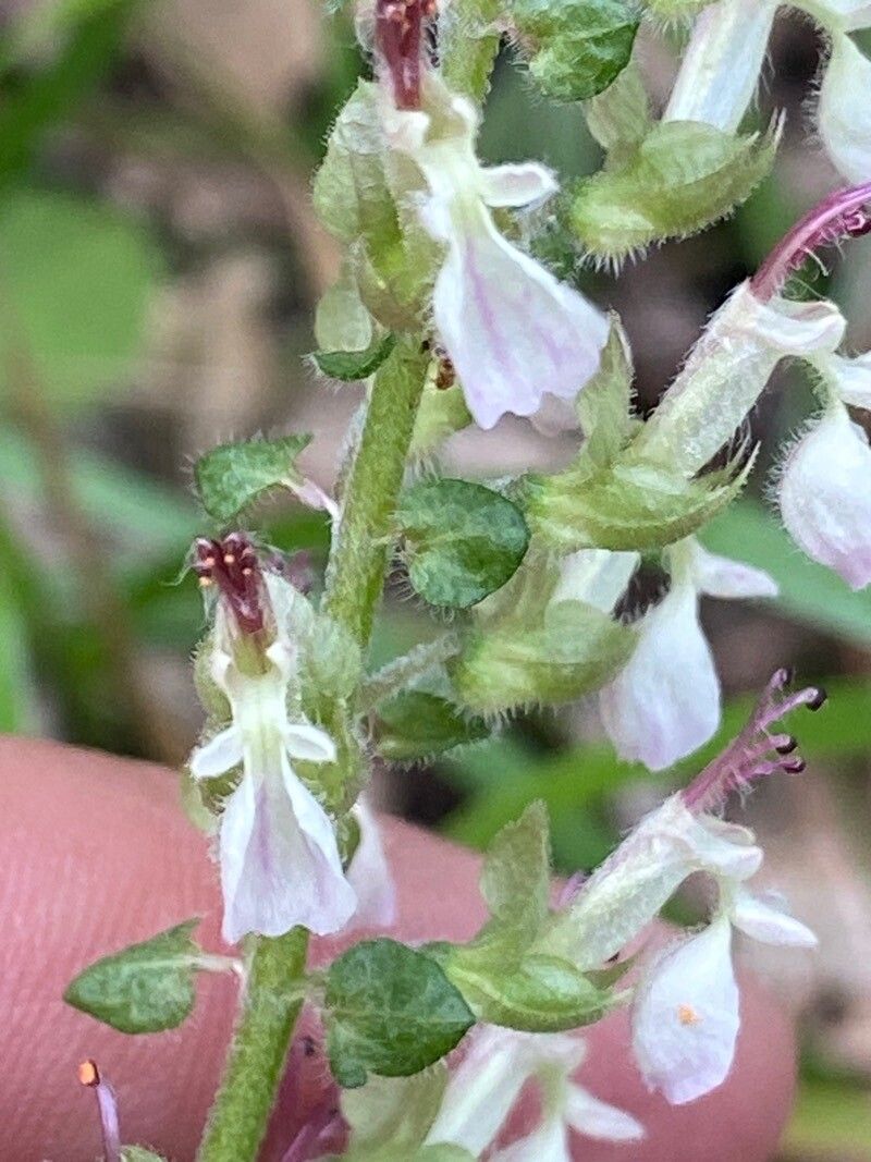 Teucrium siculum flower