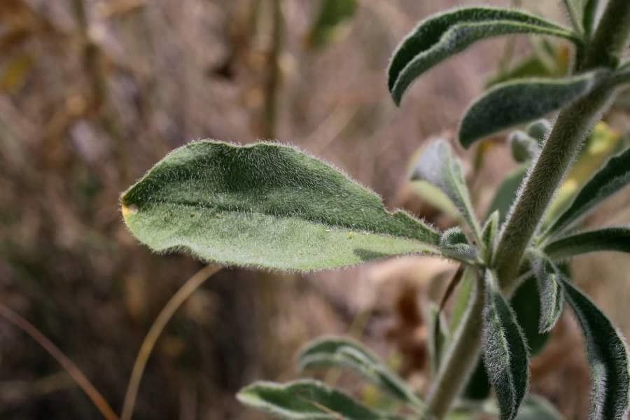 Silene densiflora — search result for 'Silene'