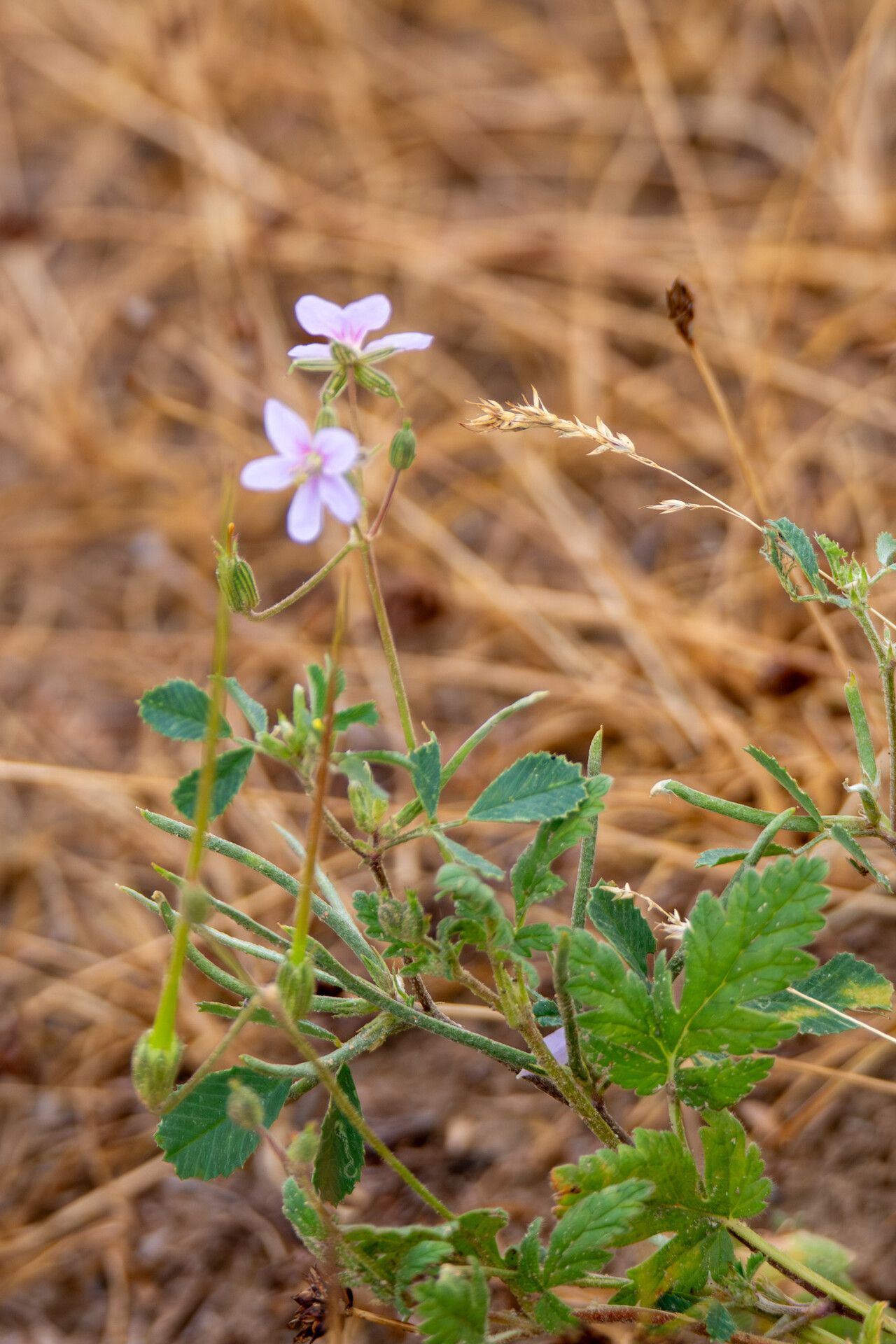 Erodium oxyrhinchum — search result for 'Erodium'