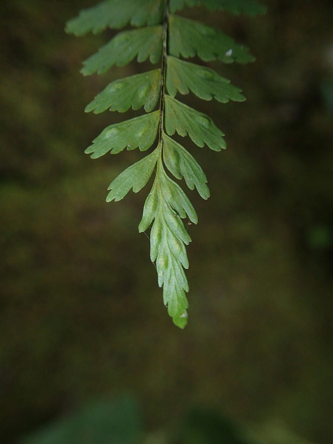 Asplenium formosum — houseplant care guide