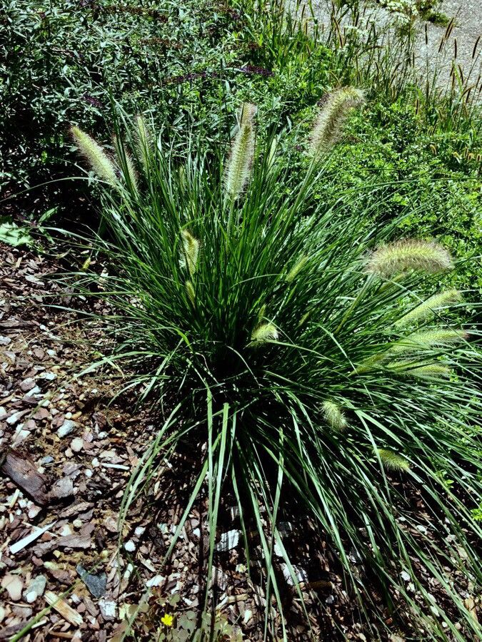 Cenchrus compressus fruit