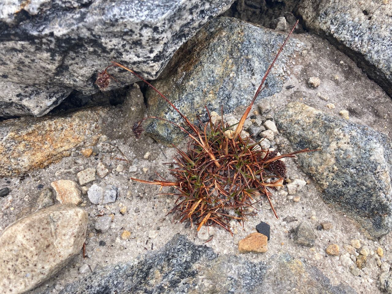 Luzula racemosa habit
