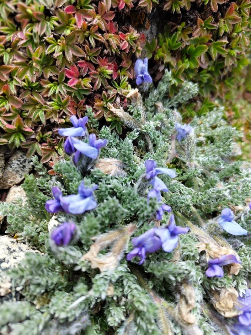 Oxytropis terekensis flower