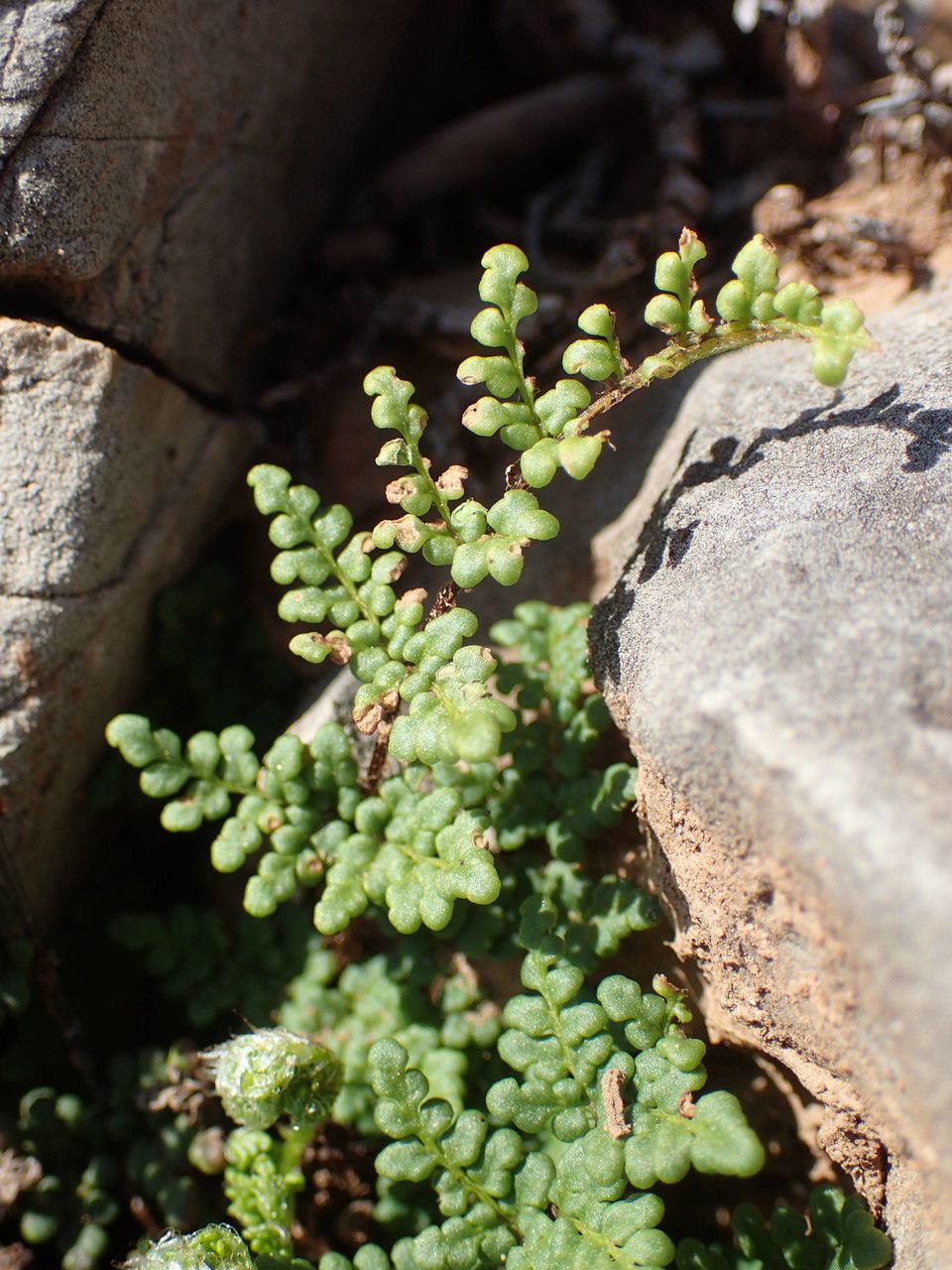 Allosorus acrosticus habit