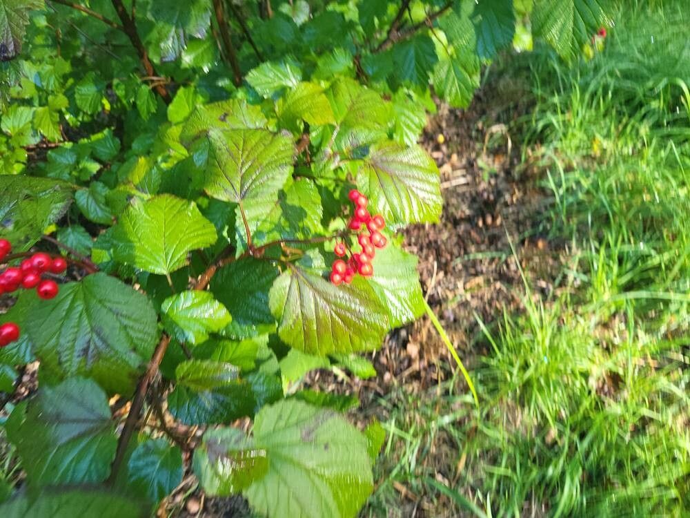 Viburnum orientale fruit