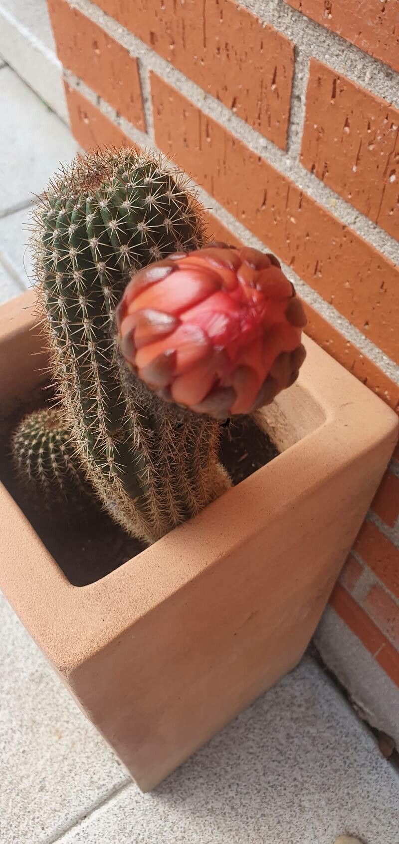 Soehrensia huascha flower