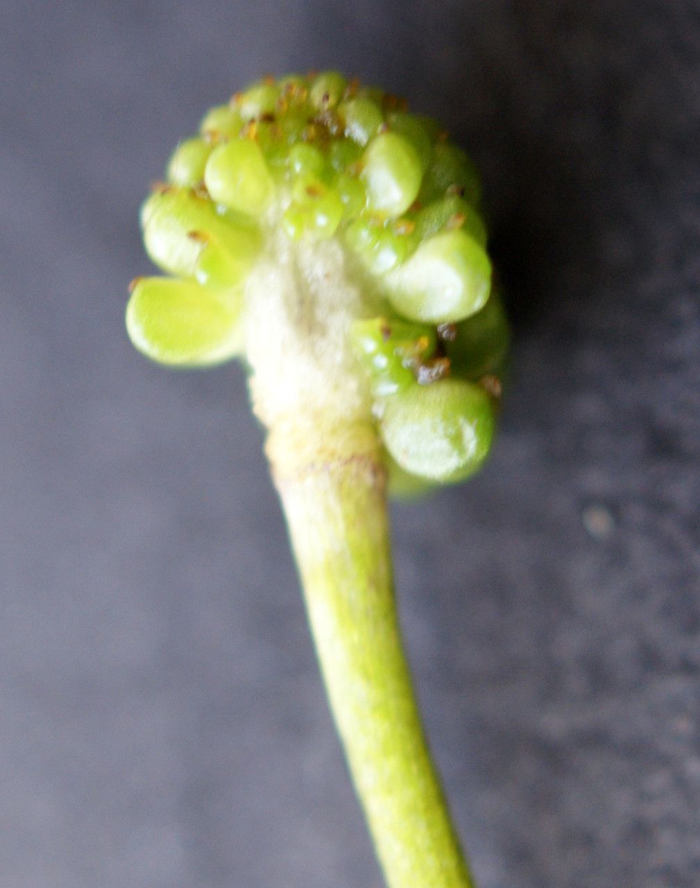 Ranunculus fluitans fruit