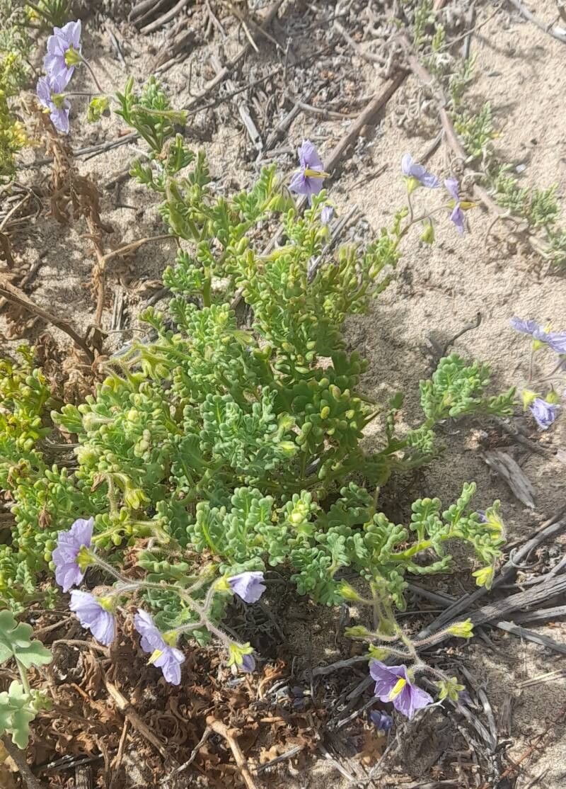 Solanum trinominum habit