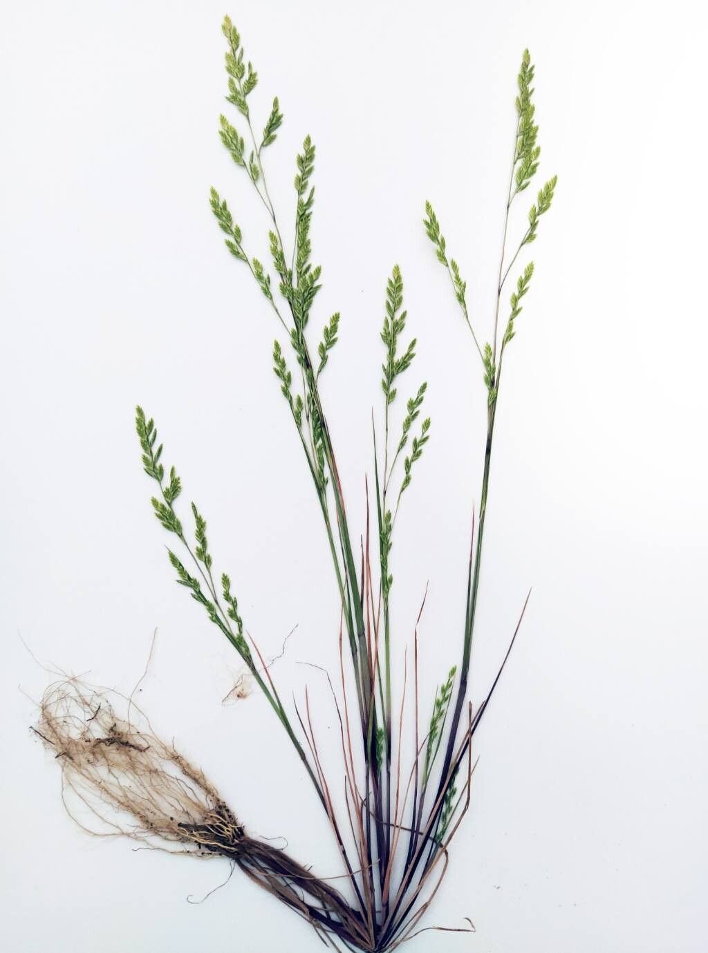 Catapodium hemipoa leaf