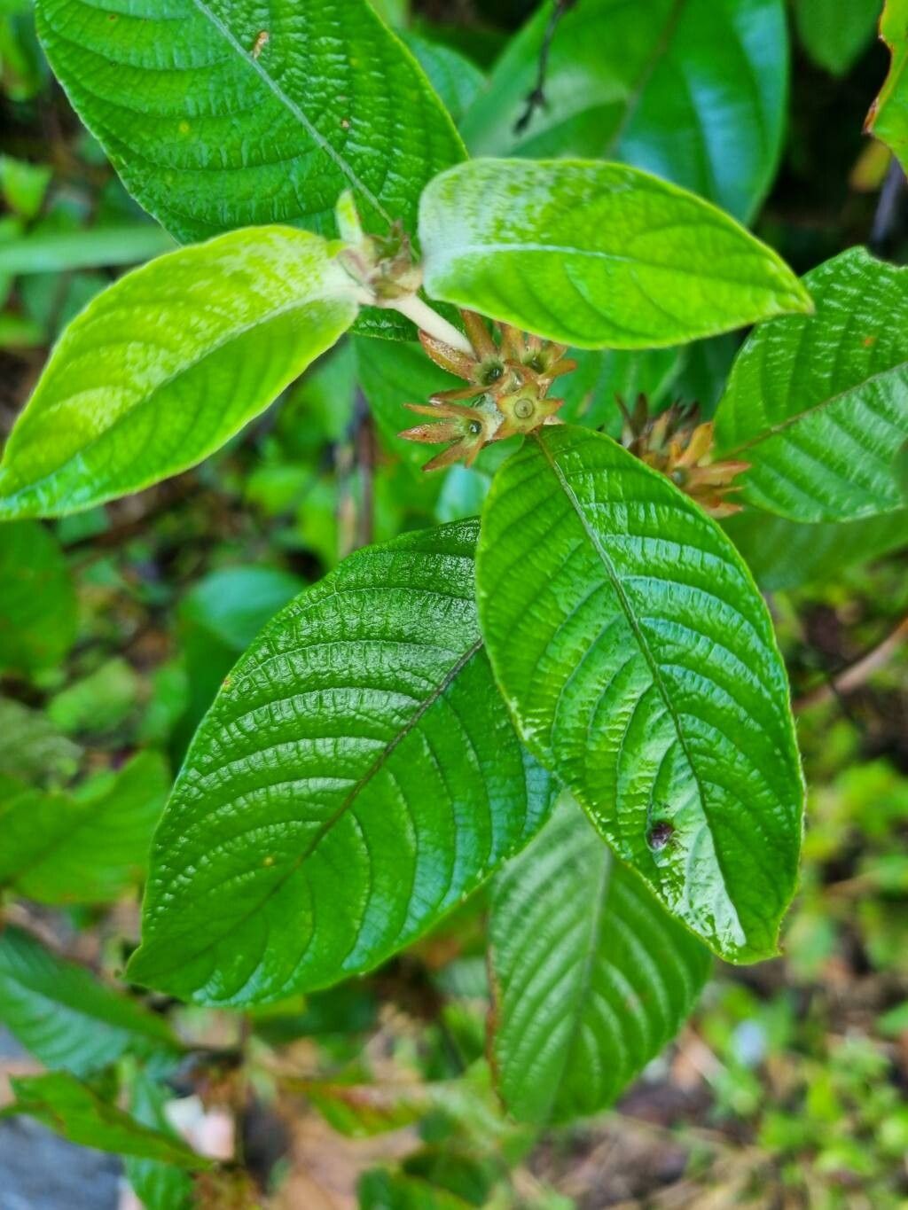 Sabicea amazonensis — related species from the same genus